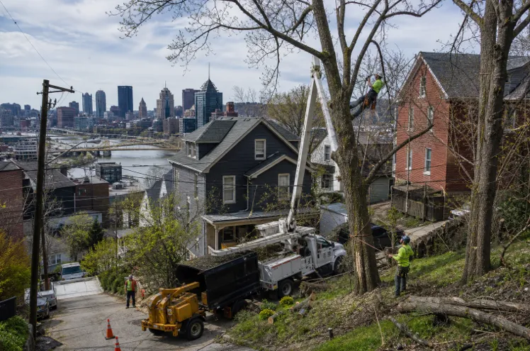 7 Best Tree Service Companies in Pittsburgh, PA