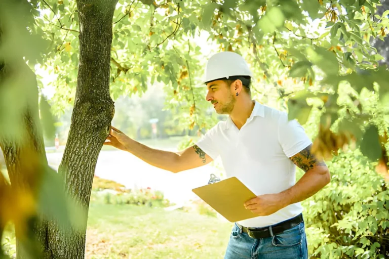 A Homeowner’s Guide to Safe, Smart Tree Care All Year Long