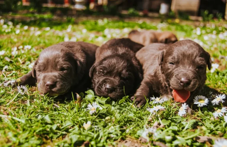 How to Care for Your Puppy the Right Way