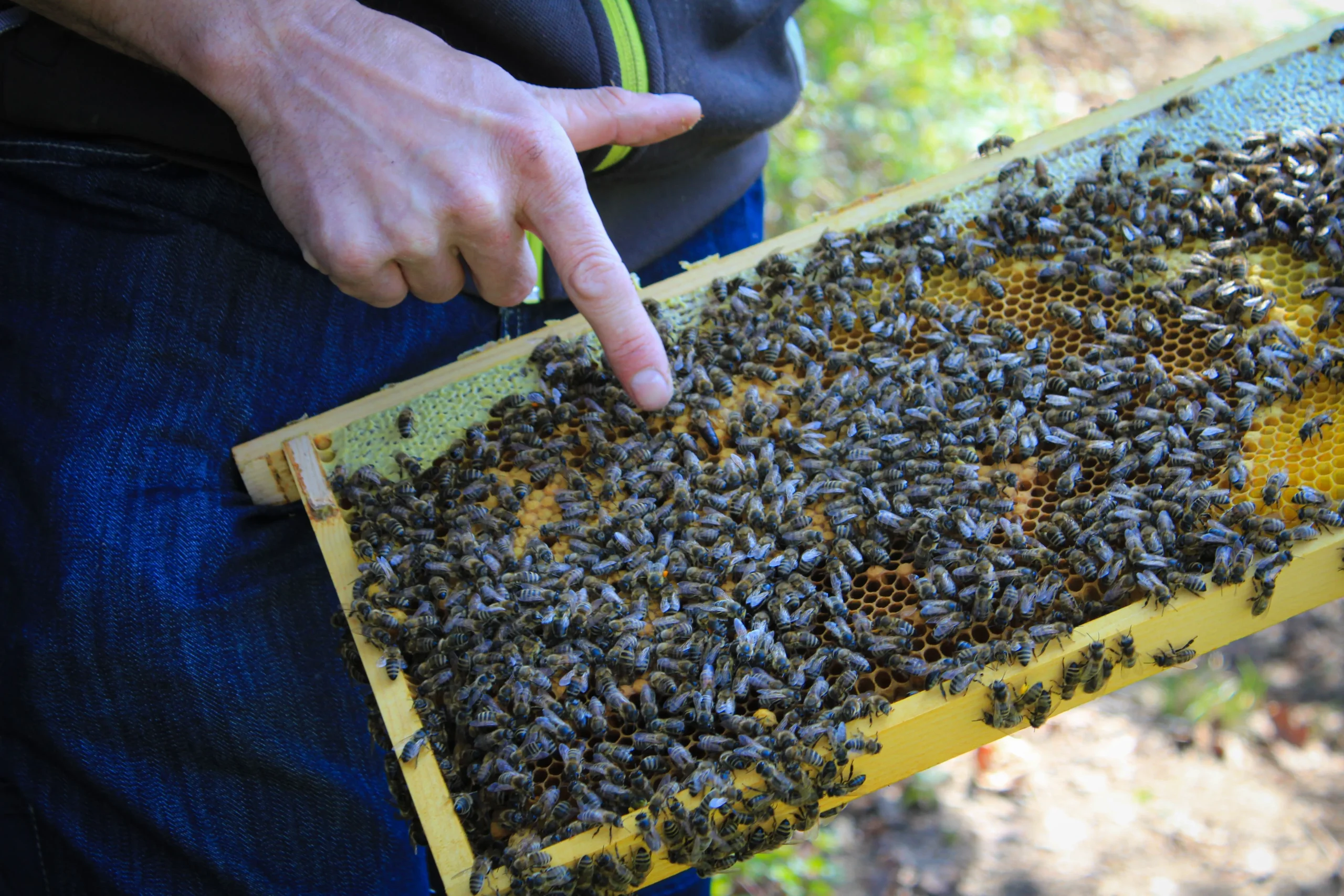 What is a Honey Extractor and How Does it Work